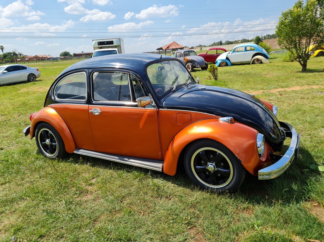 beetle 2.jpg