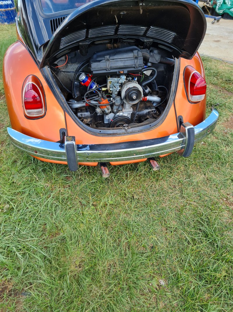 beetle 4.jpg