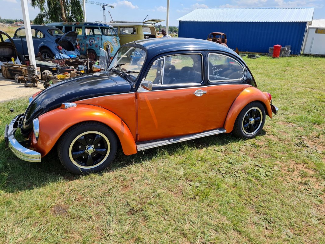 beetle 3.jpg