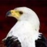 Fish Eagle