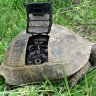 Tickled_Tortise