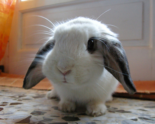 cute+bunny+002.jpg