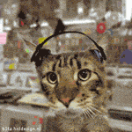 di43arj2skhdflfbh2z.gif
