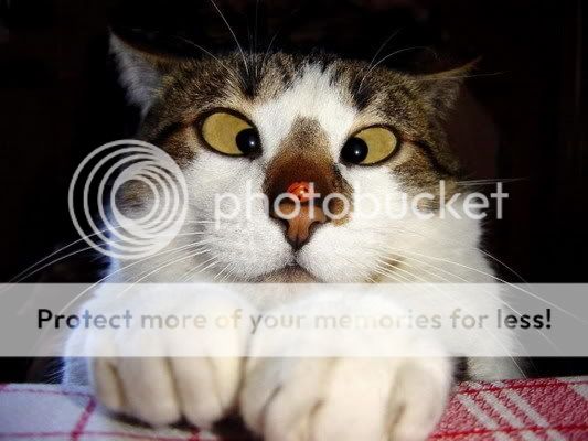 cross-eyed-cat.jpg