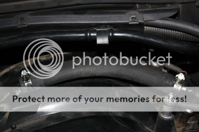 Piperepair.jpg