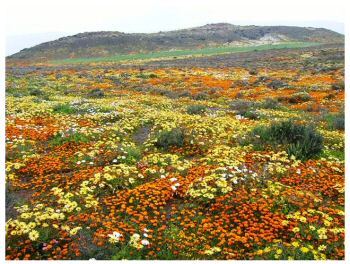 10262242-cape-flowers-namaqualand.jpg