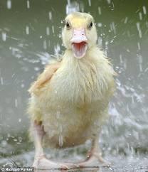 Wet+Duck.jpg