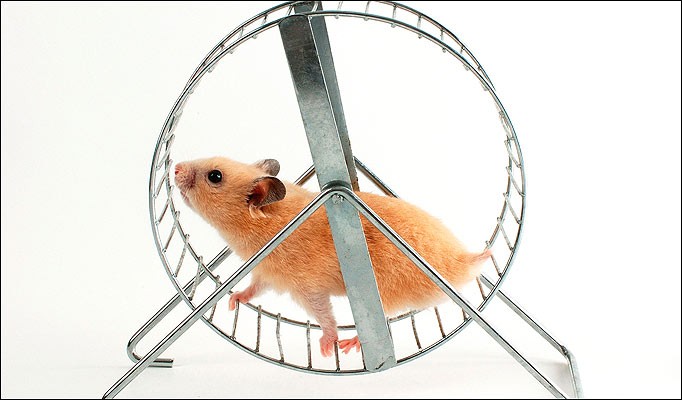hamster_5041606449.jpg