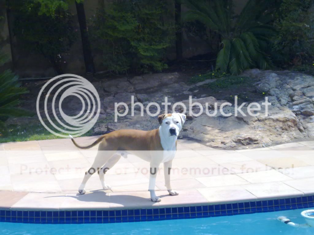 chester-1.jpg