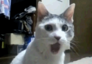 cat%20shock_zpsez8tzfen.gif